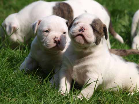 american bulldog pup